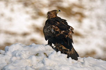 Aguila real observa en la nieve