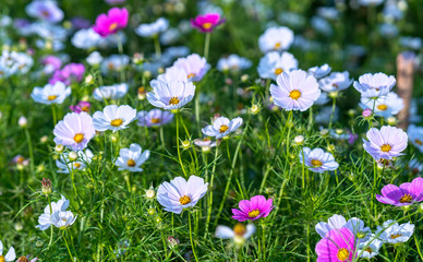 Obraz na płótnie Canvas Cosmos bipinnatus flowers shine in the flower garden with colorful shimmering bonsai and beautiful. This flower is like stars sparkling in the sky