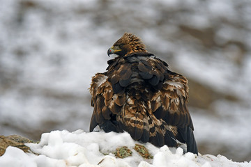 A real eagle observes from the rock of the mountain