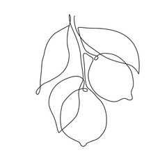 Vector hand drawn lemon. Tropical fruit. Sketch.