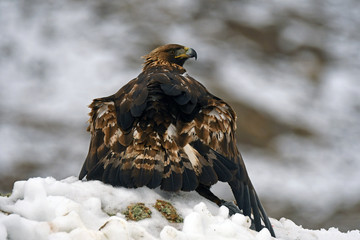 Aguila real proteje la presa en la nieve