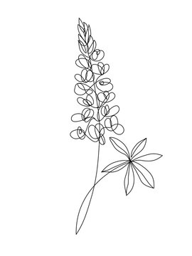 lupine flowers line art