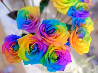 Fototapeta na wymiar Beautiful colorful rainbow color rose bouquet in full blossom