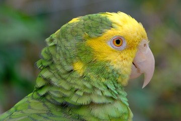 Close up Marco view of Green yellow color parrot 