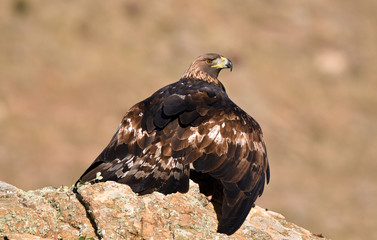Fototapeta premium Aguila real en vuelo