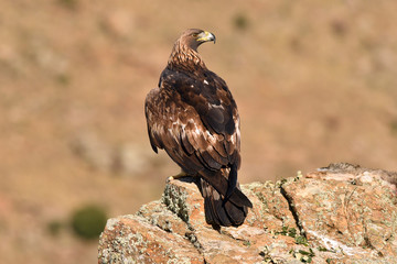 A real eagle observes from the rock of the mountain