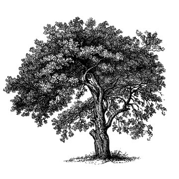 Apple Tree Engraving Vintage Vector Illustration