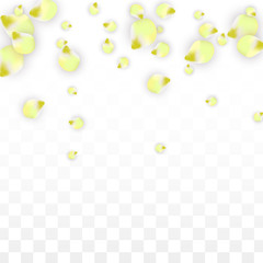 Vector Realistic Pink Petals Falling on Transparent Background.  Spring Romantic Flowers Illustration. Flying Petals. Sakura Spa Design. Blossom Confetti.