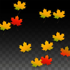 Fototapeta premium September Vector Background with Golden Falling Leaves. Autumn Illustration with Maple Red, Orange, Yellow Foliage. Isolated Leaf on Transparent Background. Bright Swirl. Suitable for Posters.
