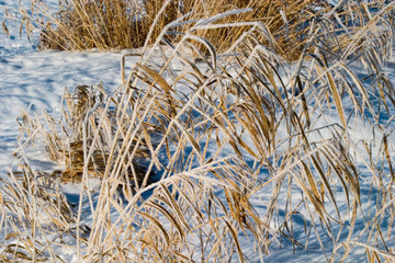 Fototapeta premium Winter forest snow 