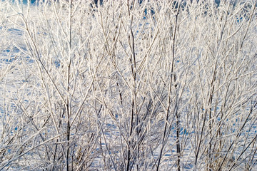 Winter forest snow 