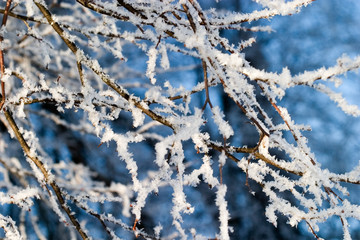Winter forest snow 
