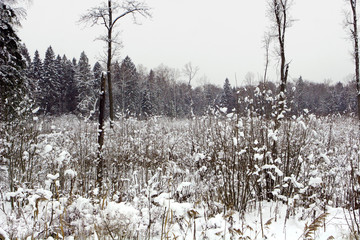Winter forest snow 
