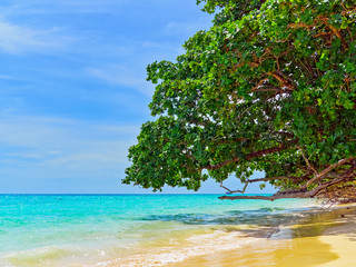 The branches of a tropical tree hang over the sea or ocean. Exotic paradise beach with golden sand and azure water.