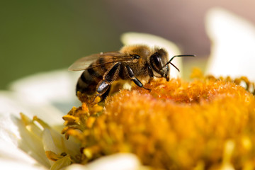 Extremely close up of a bee collecting pollen in a flowering spring garden - selective focus, space for text