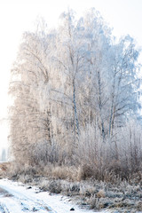 winter landscape with trees