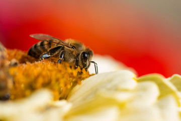 Extremely close up of a bee collecting pollen in a flowering spring garden - selective focus, space for text