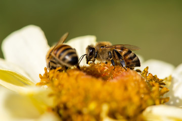 Extremely close up of a bee collecting pollen in a flowering spring garden - selective focus, space for text