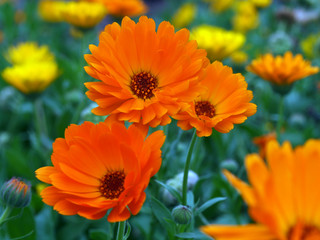 Blüten der Ringelblume