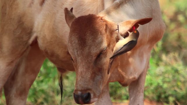 Oxpeckers Bird pecking a cow's ear