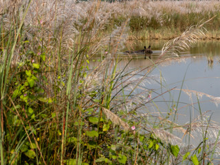 observing wild rhino in water