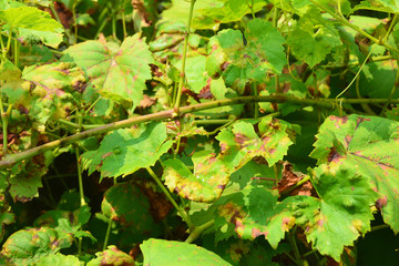 Grapevine diseases. Anthracnose of grapes (Elsinoë ampelina) is a fungal disease that affects a grape leaves.