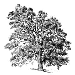 Common Pear Tree Illustrations © Ingk