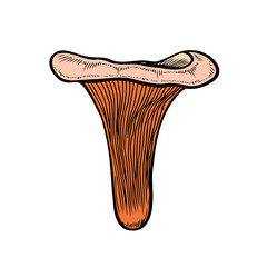 Hand drawn mushroom