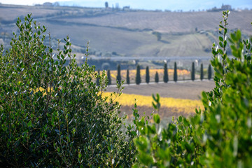 Fototapeta premium Campagne Toscane