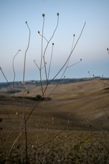 Fototapeta premium Lever de soleil sur le val d'Orcia