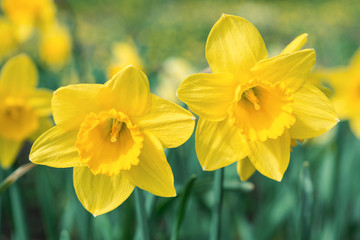 Naklejka na ściany i meble Yellow daffodils bloom in spring in the garden