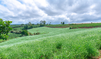 Beautiful white mustard flowers field on the hillside with small white flowers covering large areas. They are grown to produce seeds for sprout used to eat like raw vegetables