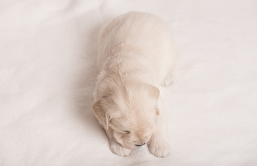 Golden Retriever dog on a white background