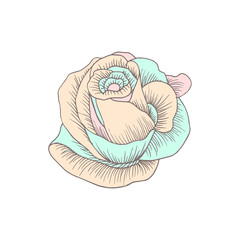 Rose icon in hand drawn style