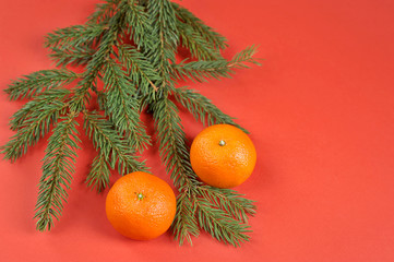 Spruce branch and two mandarins. Red background. View from above. Close-up. Free space under the text. 