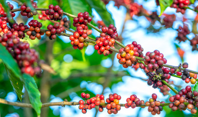Coffee tree in harvest with lots of ripe seeds on branches. This is a relaxed soul drink if we use just enough