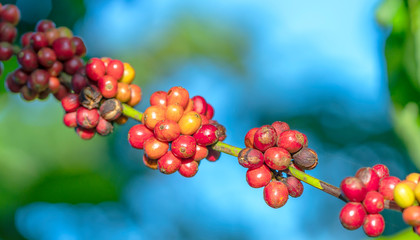 Coffee tree in harvest with lots of ripe seeds on branches. This is a relaxed soul drink if we use just enough