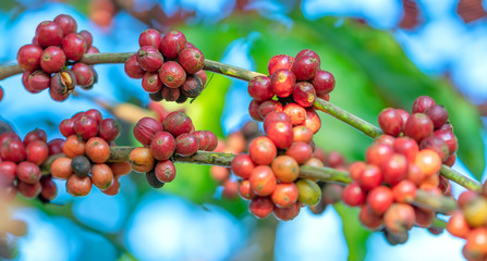 Coffee tree in harvest with lots of ripe seeds on branches. This is a relaxed soul drink if we use just enough