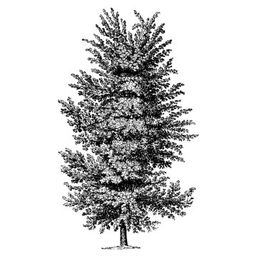 Elm Tree Illustrations