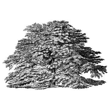 recommend clip art: Cedar of Lebanon Tree Illustrations