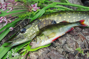 Pike and perch. Fishing