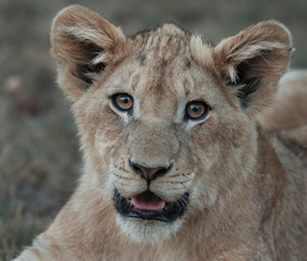 Lion Cup portrait