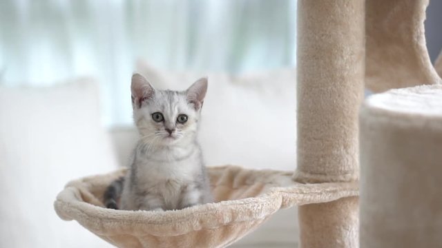 Cute American short hair kitten playing on cat tower 