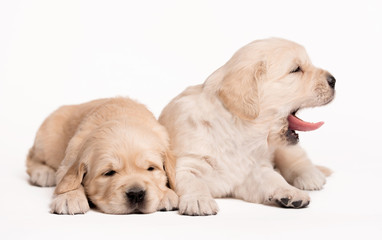 Golden Retriever dog on a white background