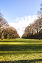 Grüne Wiese mit Baumreihen