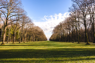 Grüne Wiese mit Baumreihen