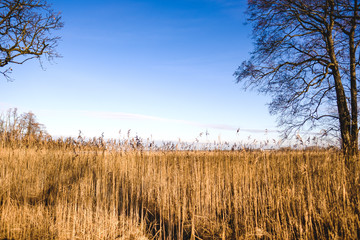 Fototapeta premium Hohes Gras am Seeufer