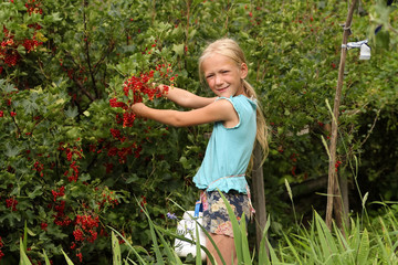 Girl picks red currant. Picking berries. Summer in gradmother's house. Summer is a small life. The gifts of summer. Summer smile.