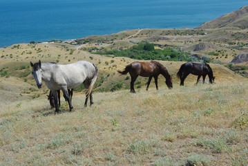 Naklejka na ściany i meble Horses that graze in the mountains by the sea