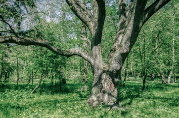 OAK - Old tree in a city park